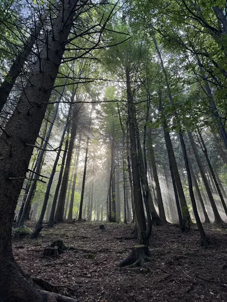 Pohled na lesy ve Velkých Karlovicích